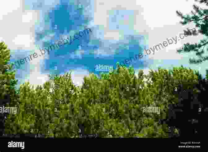 A Juvenile Pine Tree With Its Branches Reaching Towards The Sky. From Cone To Pine Tree (Start To Finish Second Series)