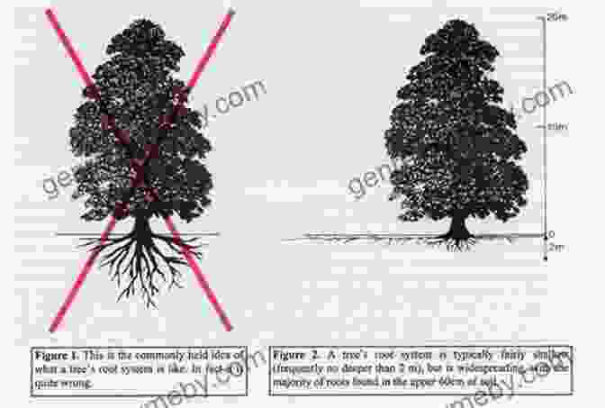 A Mature Pine Tree With Its Wide Spreading Crown And Deep Root System. From Cone To Pine Tree (Start To Finish Second Series)