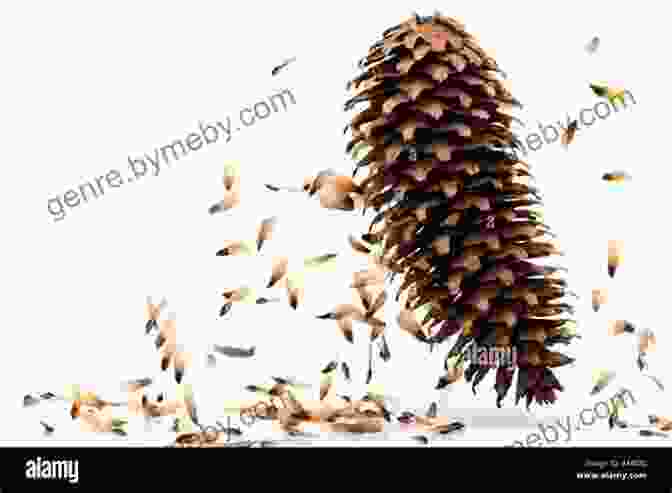 A Pine Cone Falling From A Mature Tree, Carrying The Seeds Of Future Generations. From Cone To Pine Tree (Start To Finish Second Series)