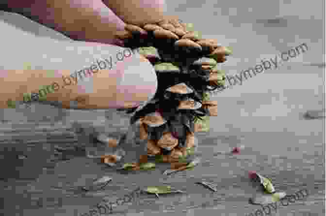 A Pine Cone Opening, Revealing The Winged Seeds Within. From Cone To Pine Tree (Start To Finish Second Series)