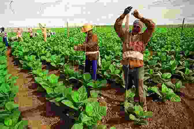 A Vast Tobacco Plantation, Showcasing The Vibrant Fields Where Cuban Tobacco Is Grown The Havana Cigar Tour Tabakmann