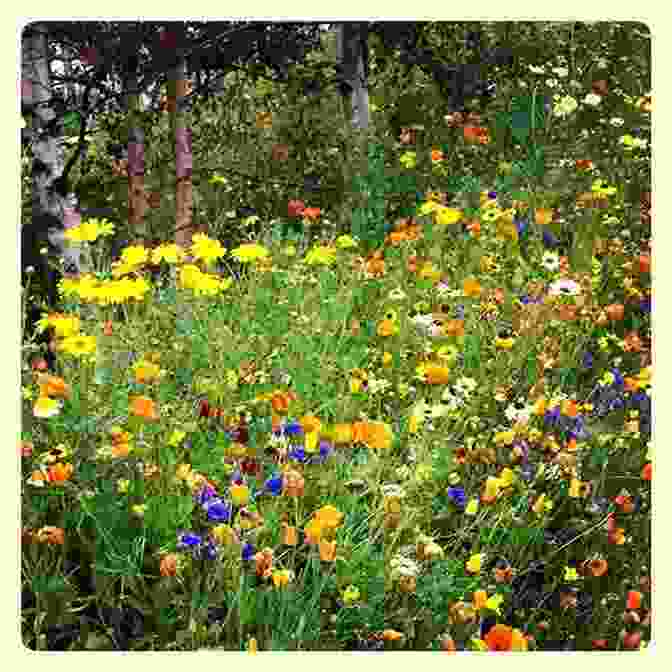 A Vibrant Meadow Filled With Wildflowers, Symbolizing The Healing Power Of Nature Study Guide: Braiding Sweetgrass By Robin Wall Kimmerer (SuperSummary)