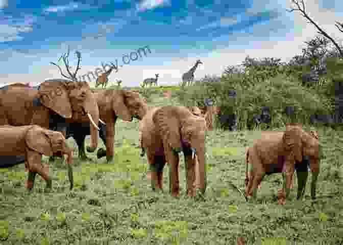 Hornaday Carefully Observing A Group Of Elephants In The African Bush Wild Beasts And Their Ways Reminiscences Of Europe Asia Africa And America Volume 1