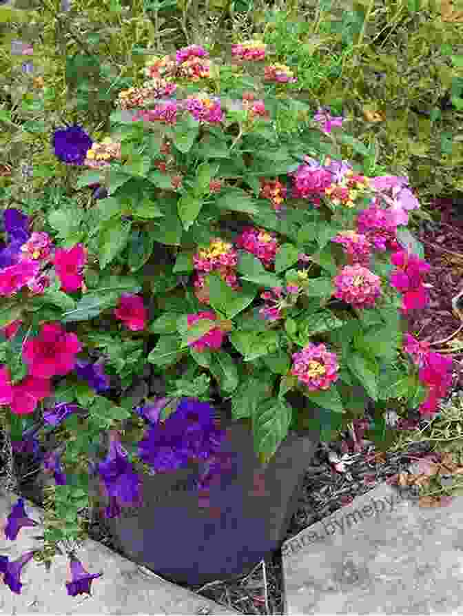 Vibrant Petunias Blooming In A Container Garden A Beginner S Guide To Container Gardening: How To Plan Prepare And Plant A Container Garden Fruits Veggies Herbs And More