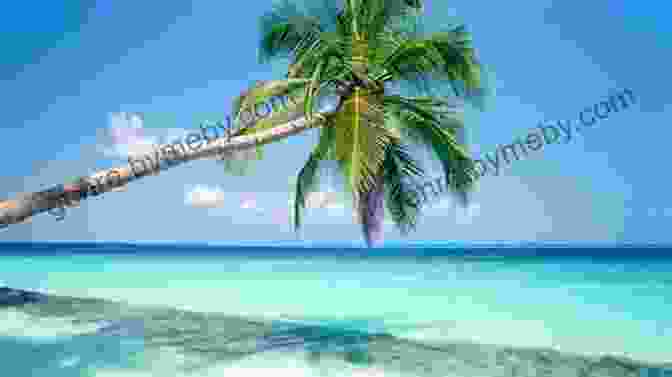 White Sand Beach With Palm Trees The Island Hopping Digital Guide To The Windward Islands Part III Barbados