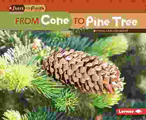 From Cone To Pine Tree (Start To Finish Second Series)